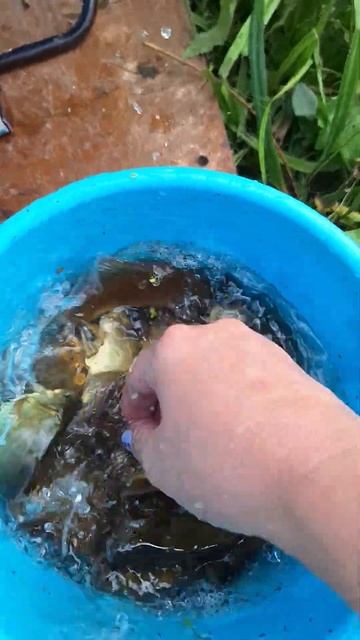 Карасики 🐟🐟🐟 наш улов на сегодня 💪 #fishing #fish #рыбалк
