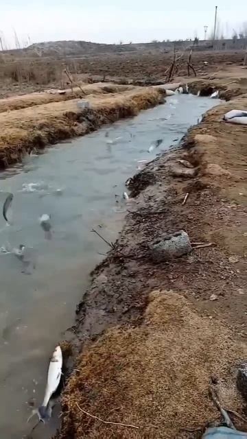 Отправь другу рыбаку 😂 кому адрес скинуть ? #рекоменд?