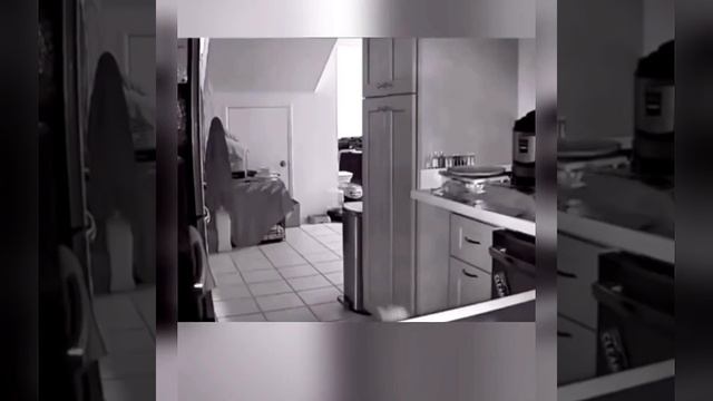 Коты и фольга