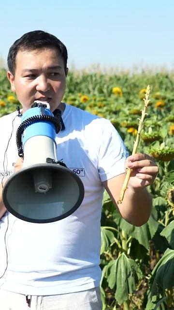 Заразиха подсолнечника: Угроза для западных полей