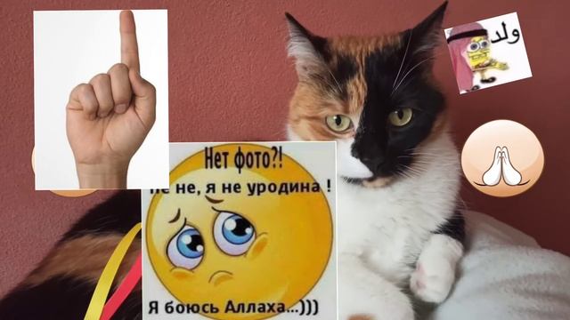 КОШКА СЛУШАЕТ САЛОМ АЗИЗИ ТОЧИКИСТАН РЕАКЦИЯ