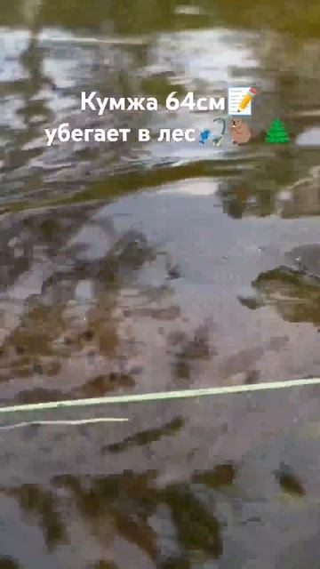 Кумжа решила что в лесу ей будет лучше😅 #рыбалка #fishing