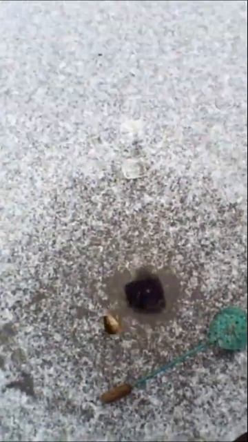 Леска Звенит! Лунка бурлит! Окунь Летит! #рыбалка