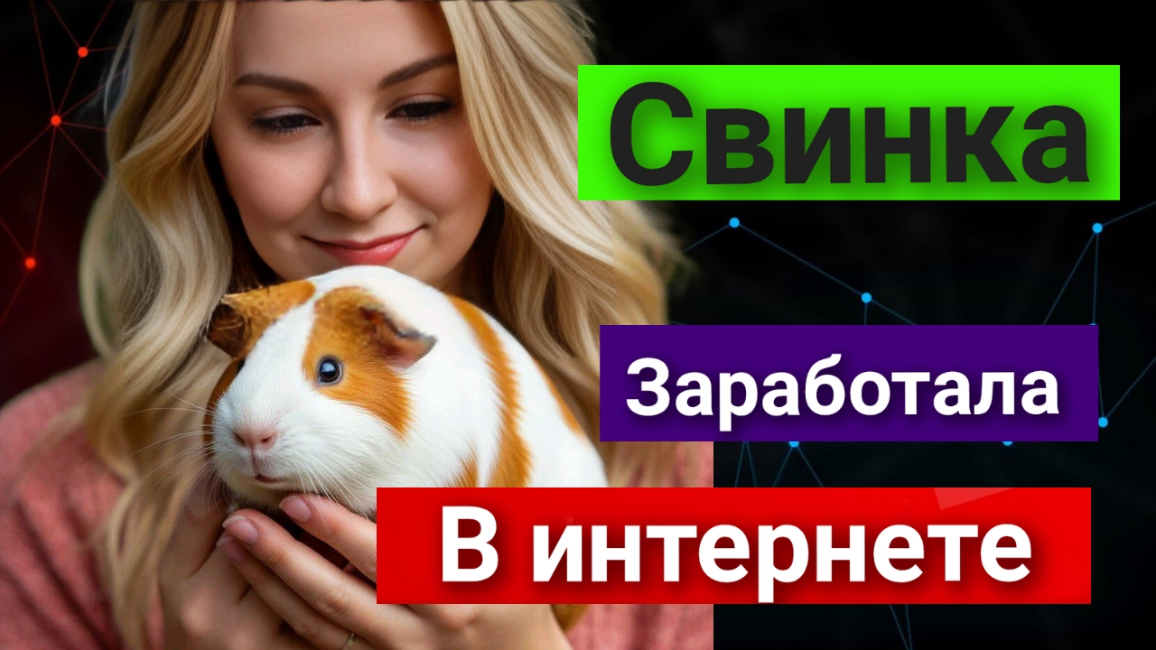 Морская свинка заработала в интернете. И ты сможешь