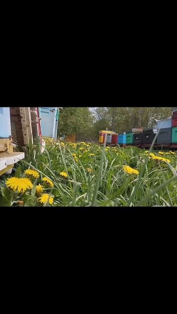 холод в мае! как только появляется солнышко пчелки начинают вылетать! #пчеловодство