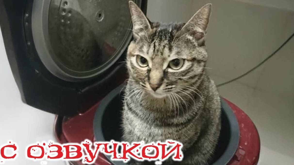 Приколы с котами! Смешные коты! - С ОЗВУЧКОЙ! очень СМЕШНЫЕ ЖИВОТНЫЕ!