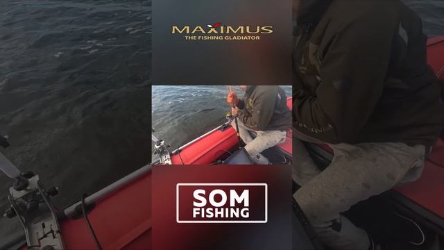 Maximus SOM Fishing вываживание сома