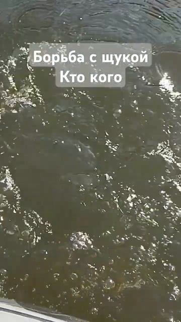 Субботний день задался #щука #рыбалка #троллинг  #fishing #s