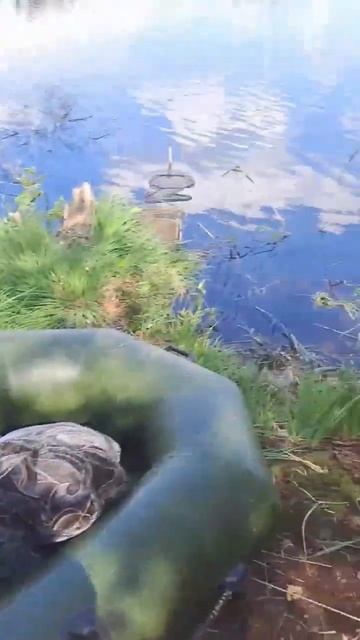 Приехал порыбачить!Шикарное место! #fishing #рыбалка #озер
