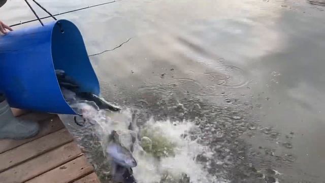Ежедневно добавляем форель в водоем! Рыбалка в Симбух?