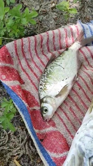 Рыбалка в Крыму 2024, Аянское водохранилище