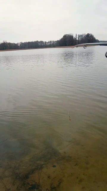 🙂🏕️🗿БЕЛАРУСЬ.26. 01.2025.САМЫЙ НЕОБЫЧНЫЙ ЯНВАРЬ В МОЕЙ