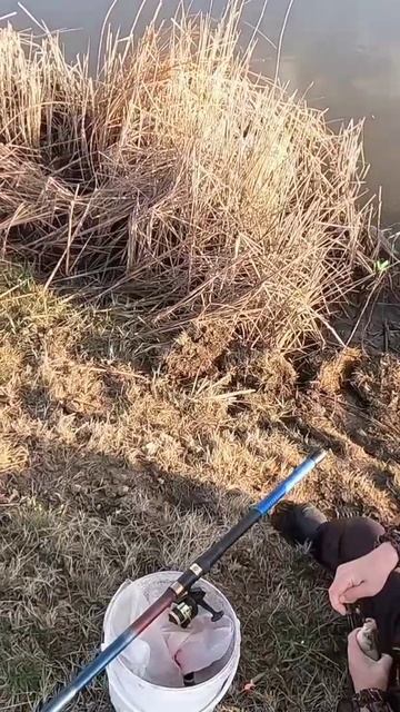 утренние караси на реке Кульса. в обед дома. рыбалкой д