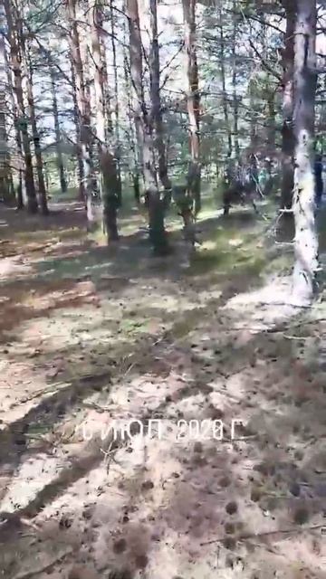 Лесок 6.07.20