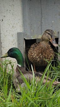 Жених и невеста