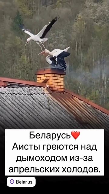 Аисты греются на крыше