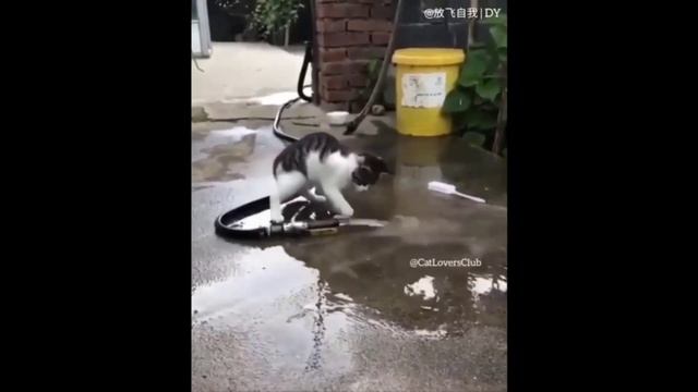 КотЭ 9