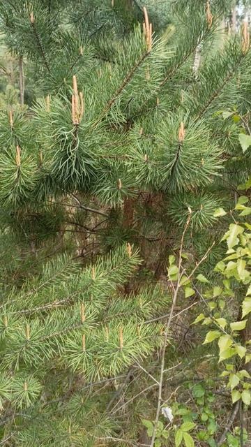 Весенний лес благоухает ♥️