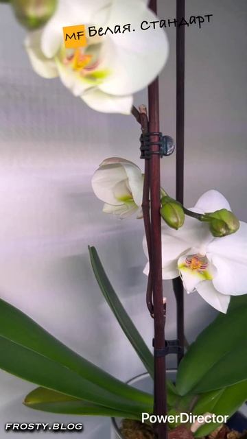 Белая стандартная орхидея  #orchid
