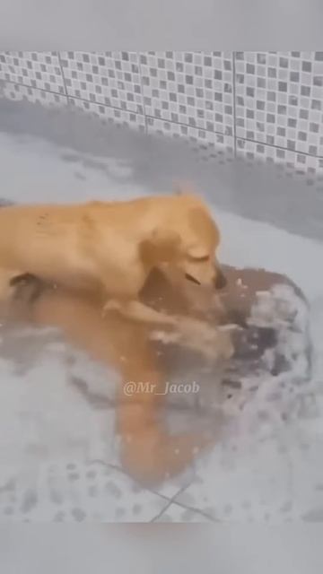 Funny Fails 😂🤣🤣 #shortsfails #shortvideo #failsvideo