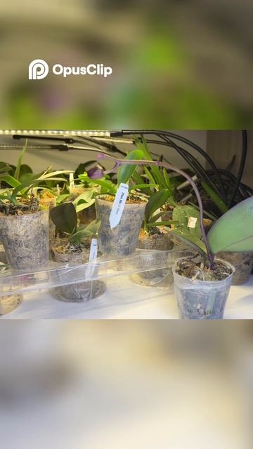 Почему Орхидеи сбрасывают бутоны? Узнай причины 🌿 #Ра