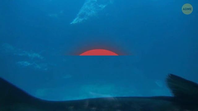 Вот что живет там, куда никогда не попадает солнце | Морские существа
