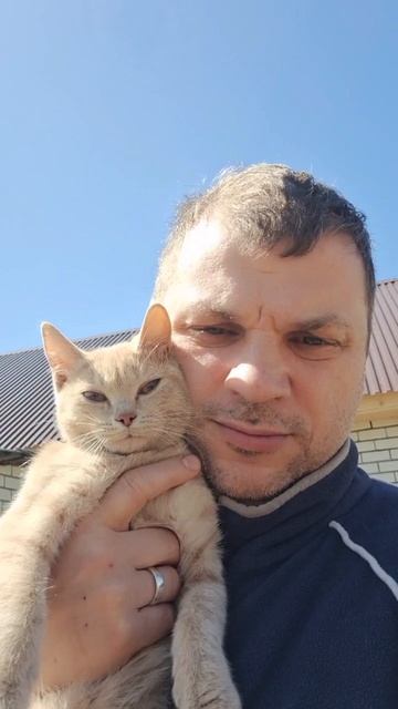 Котики