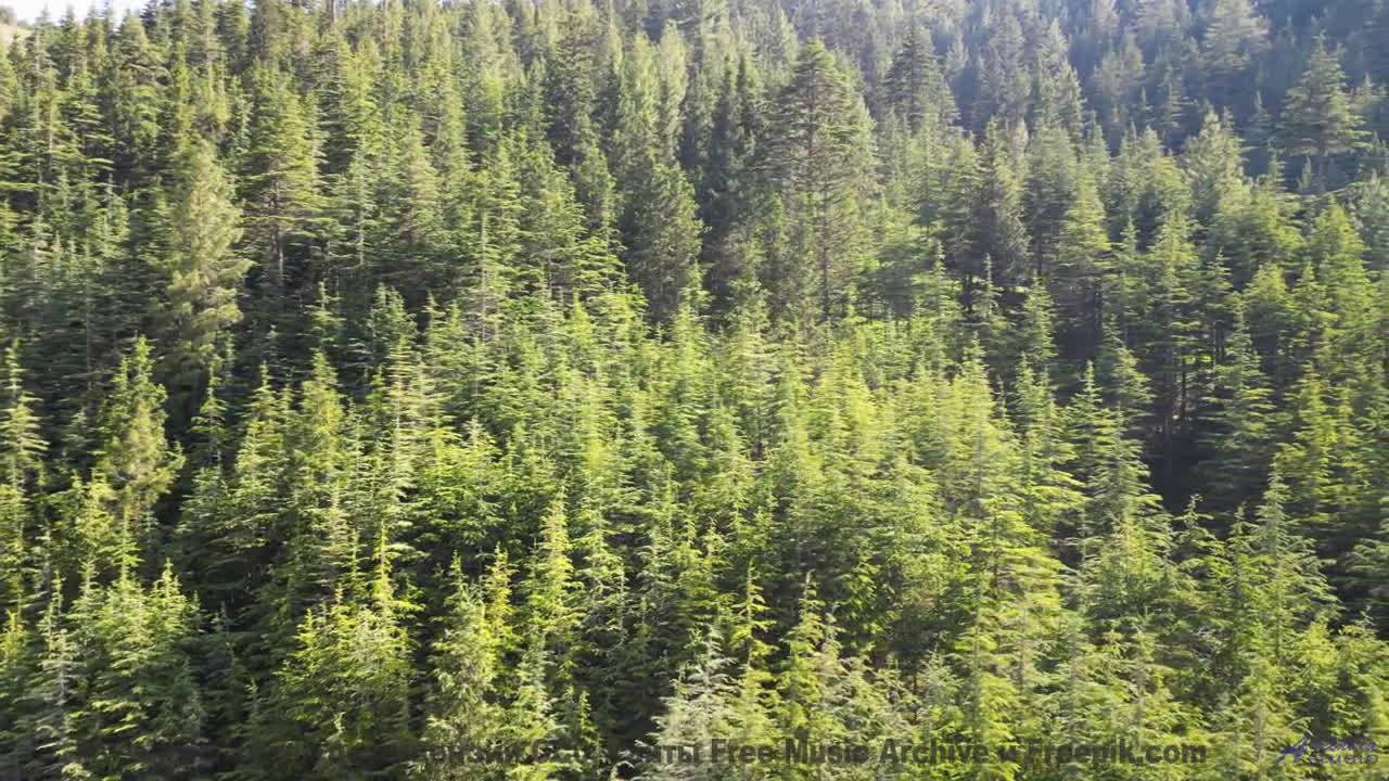 Эта музыка заставит вашу кошку говорить - попробуйте! - Wont Stop -- Ketsa -- Abundance