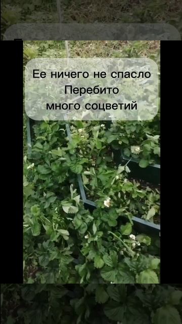 3 способа как спасти клубнику от града