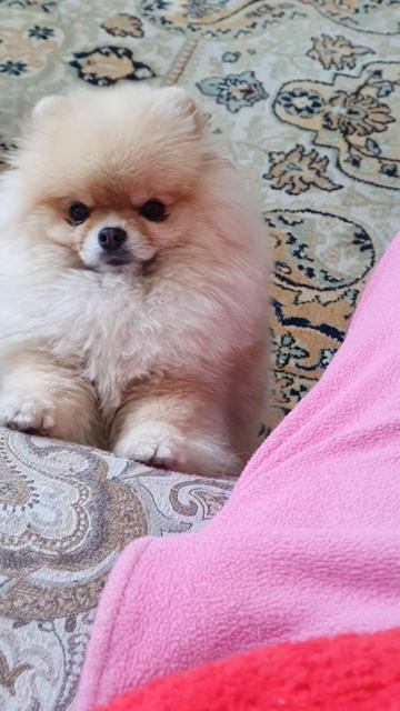 Шпиц зовет на прогулку..#shorts#Cute#Pomeranian#шпиц #боня#милота
