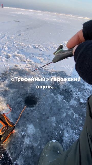 Ладога, окунь