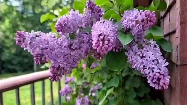 ДОБРОЕ УТРО! ПУСТЬ ЖИ3НЬ БУДЕТ КАК ПРА3ДНИК! МУ3ЫКАЛЬНОЕ ПОЖЕЛАНИЕ