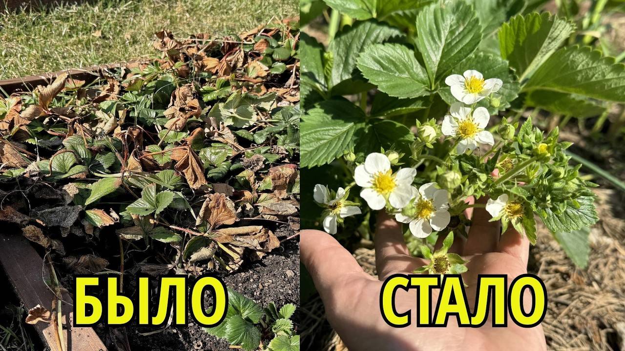 🍓 ВЕСЕННЯЯ ОБРАБОТКА КЛУБНИКИ: Секретный "коктейль" для урожая ведрами!