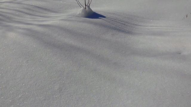 февраль.  солнце.  сад.