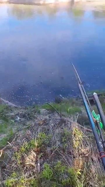 НАЙТИ МЕСТО, ПРИКОРМИТЬ И ЛОВИТЬ. #рыбалка #2023 #fishing #рек