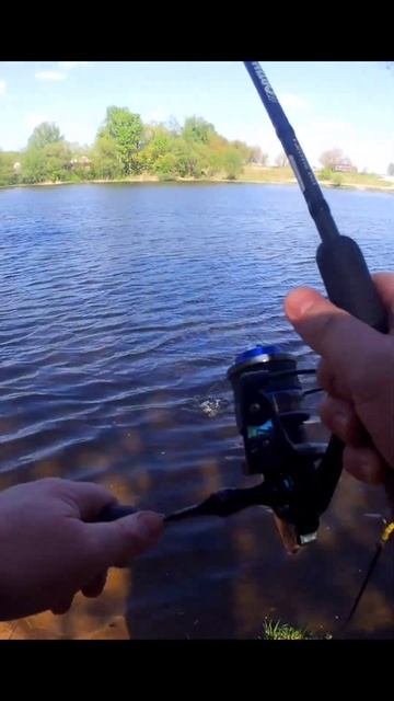 Маленький лещ на донку весной в Бронницах. #рыбалка #fish