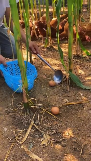Harvesting chicken eggs in the garden #shorts