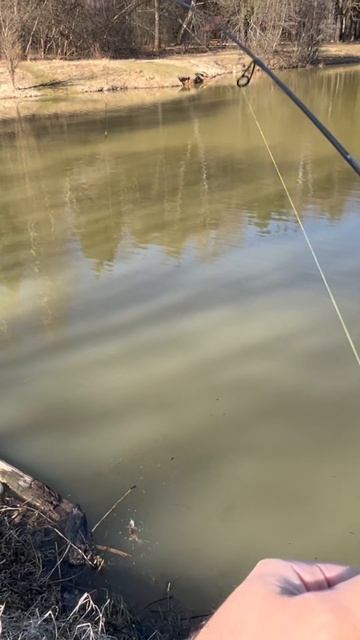 Первый весенний окушок на мормышку #2025 #fishing #мормышинг
