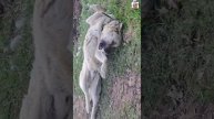 Пикселюша с Баксом гуляют и наслаждаются каждой секундой жизни 🌞😻❤️🐶🏡