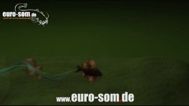 Waller. Beute Ortung. Sinnesorgane. catfish keeps food