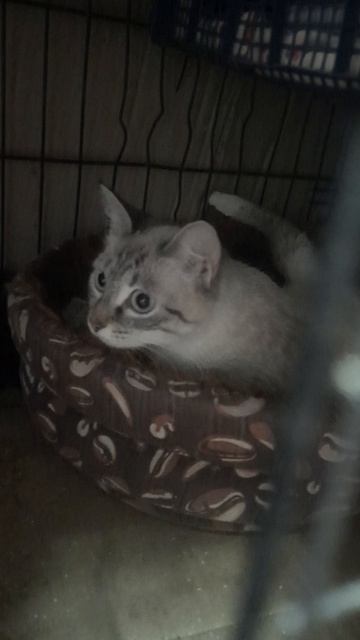 Невская маскарадная в добрые руки