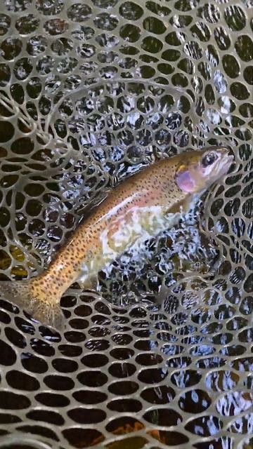 Рыбалка на новой речке! спиннинг fishing trout форель