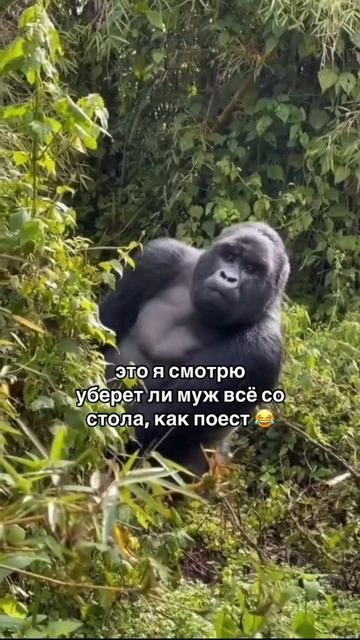 Жена в засаде