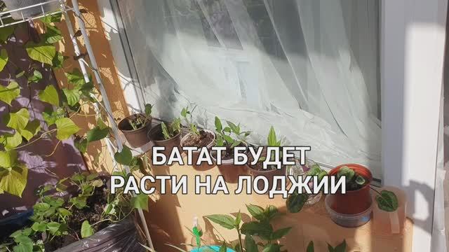 Пересадила батат, пусть растёт на лоджии