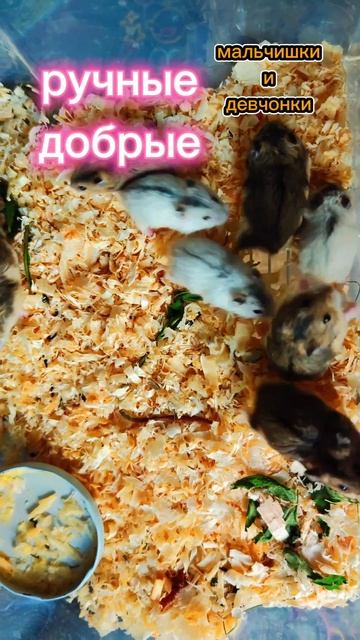 мальчишки и девчонки.