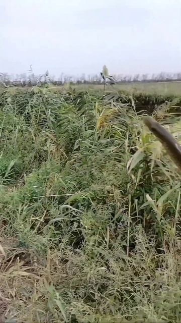 Ловля щуки на живца 🎣 все шнурки что на видео были отп