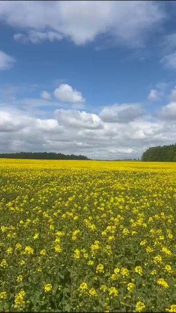 WhatsApp Video 2025-05-13 at 13.27.51