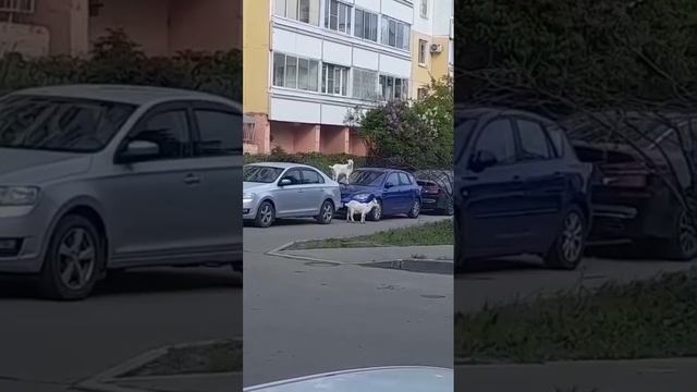 КОЗЛИНОЕ ОПГ В Бутово козы продолжают кошмарить водителей