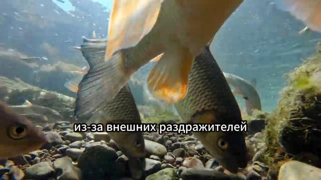 5 причин, почему рыба не клюёт! Вы будете удивлены. #fishing