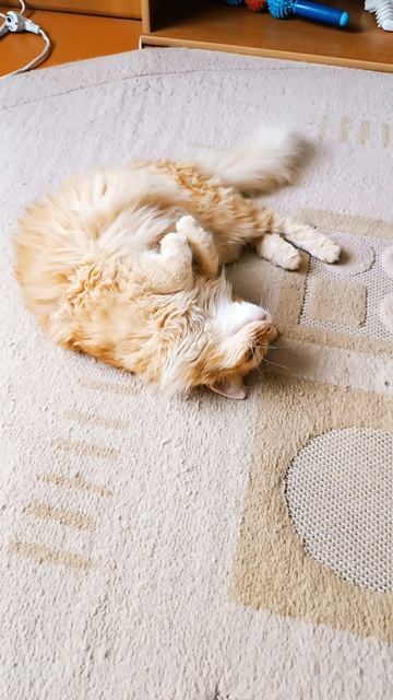 Кото😻 зарисовка😽🐾👍